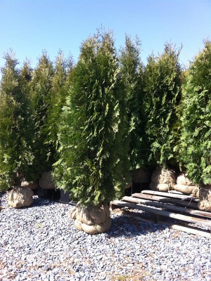 Gallery Page 4 - Arborvitae