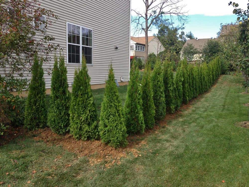 Arborvitae Guy