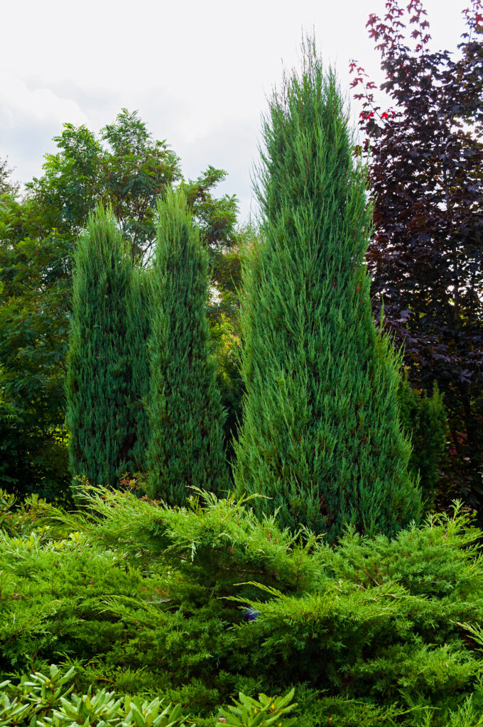 Green long coniferous trees of Thuja - Arbor vitae. Thuja is an evergreen coniferous arborvitae Pennsylvania
