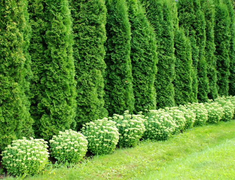 Arborvitae Tree Fence Row - Pennsylvania