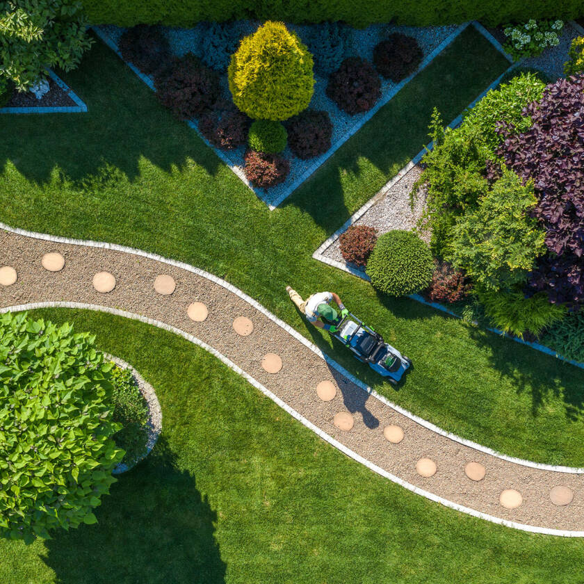 Arborvitae Care